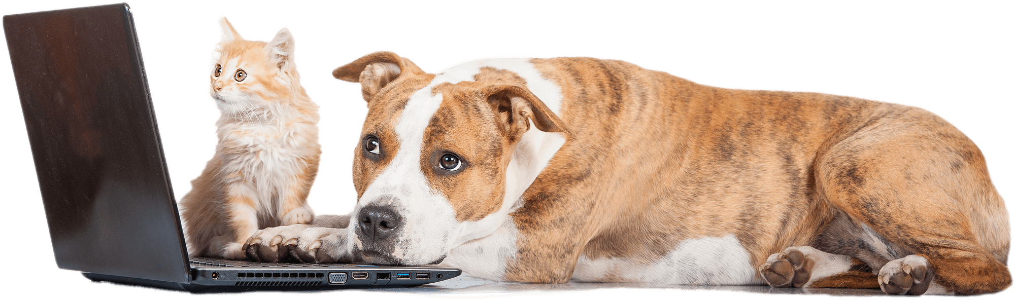 American Staffordshire terrier dog with little red kitten in front of a laptop