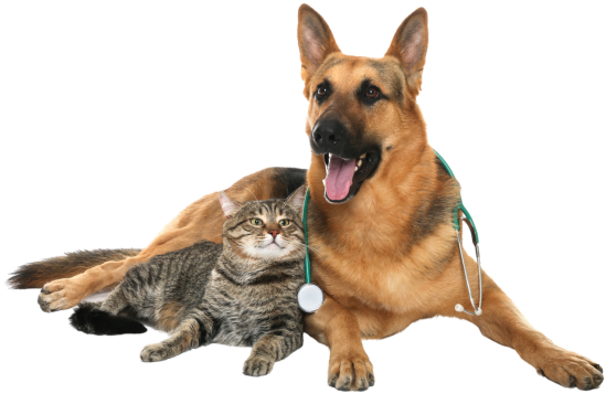 German Shepherd with stethoscope around its neck and cat laying together