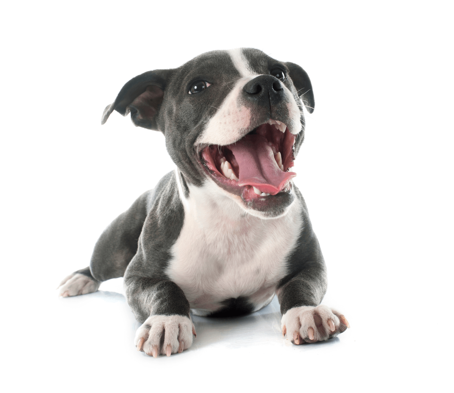 Puppy Staffordshire Bull Terrier laying on it stomach panting