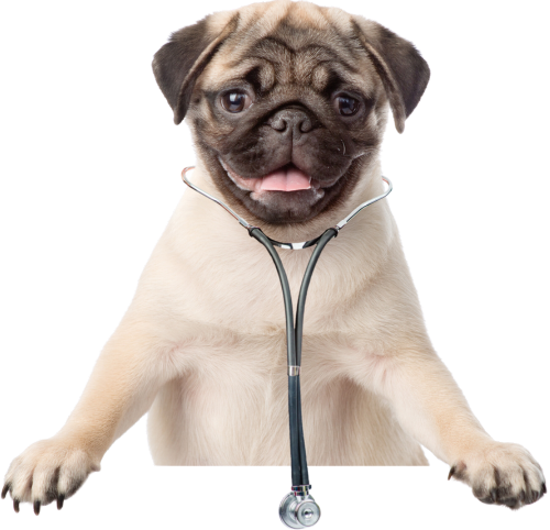 Pug with mouth open standing up with stethoscope around its neck