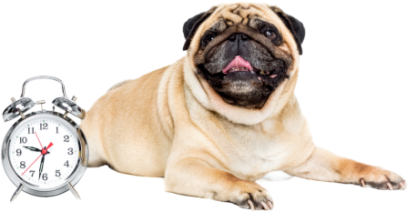 Pug panting while on stomach next to clock
