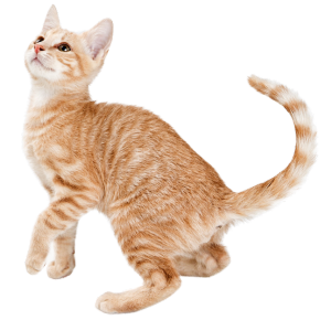 Striped orange kitten squatting ready to pounce