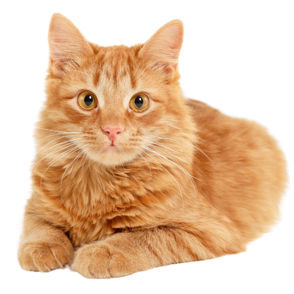 Orange cat with brown eyes laying on stomach attentively
