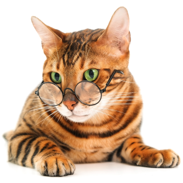 Brown and orange striped cat with large green eyes wearing glasses