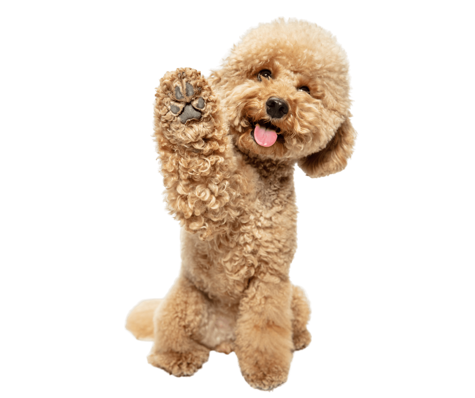 Fluffy dog with one paw up